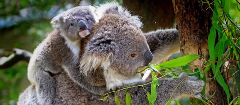 Koala (Foto: Christopher Lance/flickr (CC BY-NC-ND 2.0)