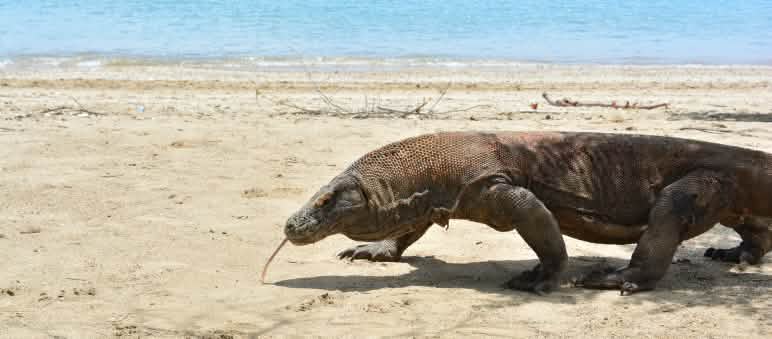 Un drago di Komodo cammina su una spiaggia