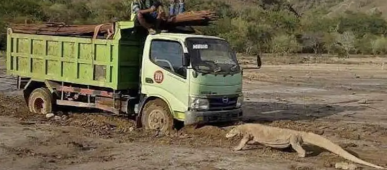 Camion e drago di Komodo