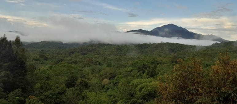 Vista sulla foresta pluviale e su una montagna