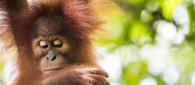 Gli oranghi sono a rischio di estinzione a causa dell'olio di palma Orango di Sumatra (Pongo abelii)