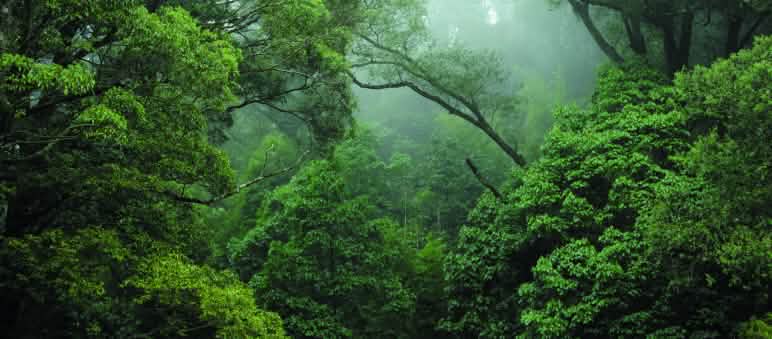 Foresta tropicale in Congo Foresta tropicale in Congo