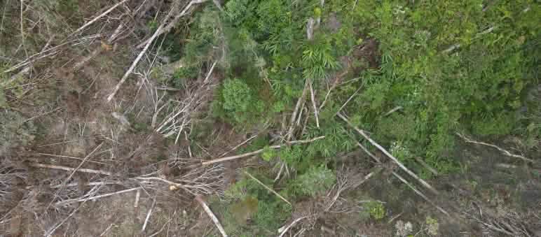 Deforestazione per la miniera di nichel PT Vale