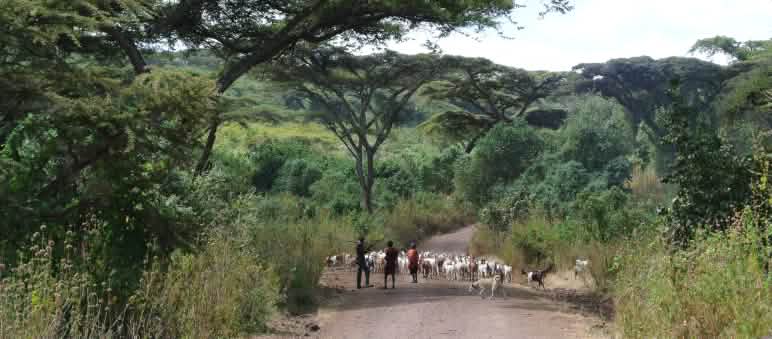 Maasai con un gregge di capre lungo un sentiero nella foresta