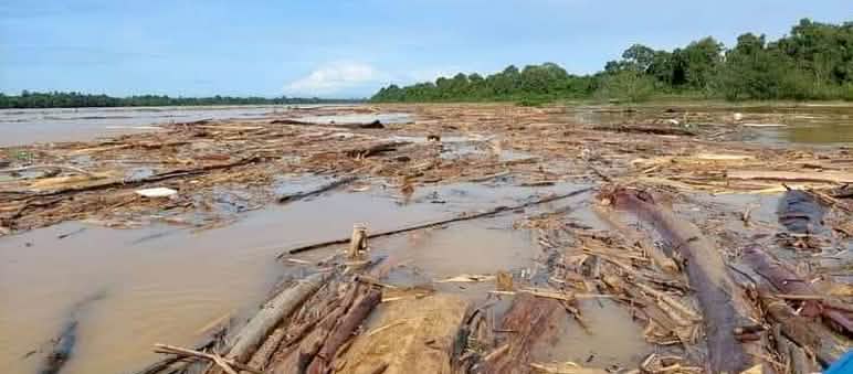 I tronchi tagliati intasano il fiume Baleh in Malesia La deforestazione intasa un fiume con tronchi d'albero