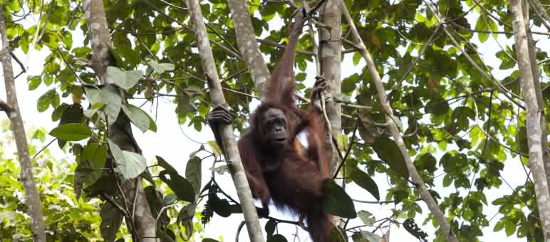 Orango su un albero