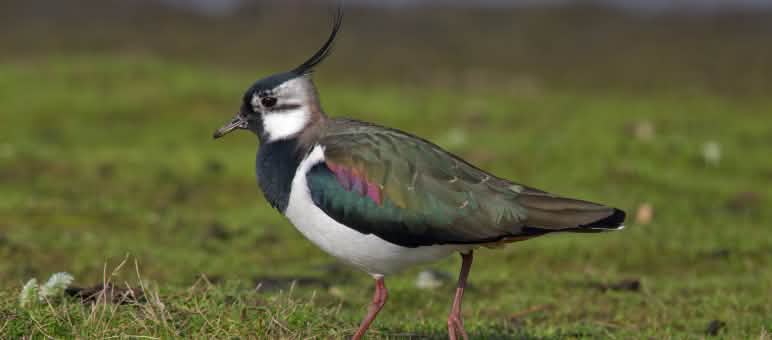 Gli uccelli europei come la pavoncella ora hanno più possibilità di sopravvivere Le pavoncelle sono in pericolo di estinzione
