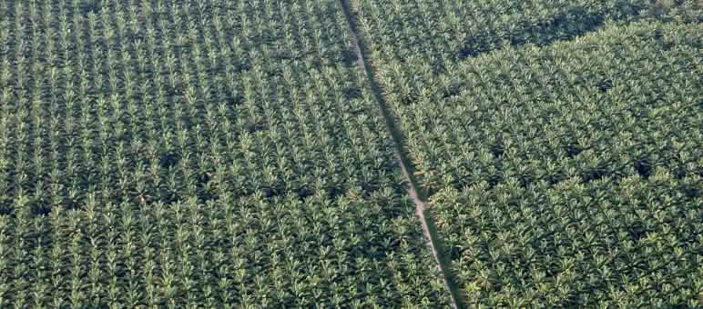 Foresta abbattuta e sostituita con questo "deserto verde" di palma africana nella regione amazzonica del Perù Palma da olio, piantagione in Perù