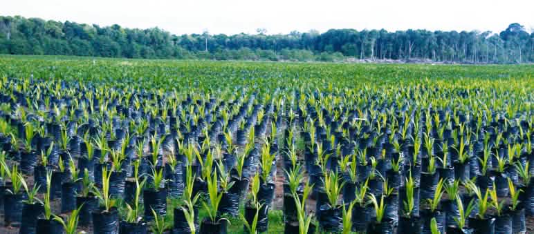 Migliaia di piantine di palma da olio per nuove piantagioni di palma da olio nella foresta tropicale Piantagione di palma da olio nel Borneo, Indonesia