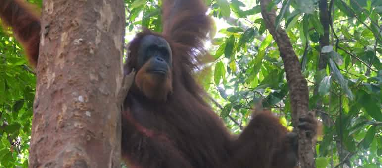 Un orango di Sumatra su un albero