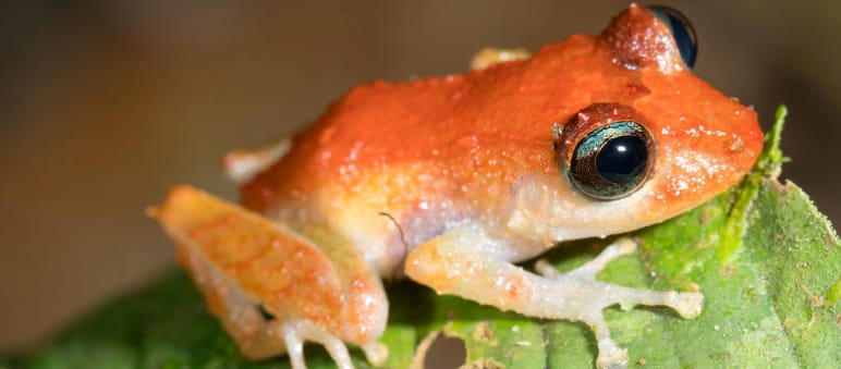 Rana della pioggia – Pristimantis