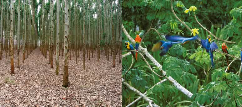 Fotomontaggio: una piantagione di alberi e al lato un'immagine della biodiversità nella foresta