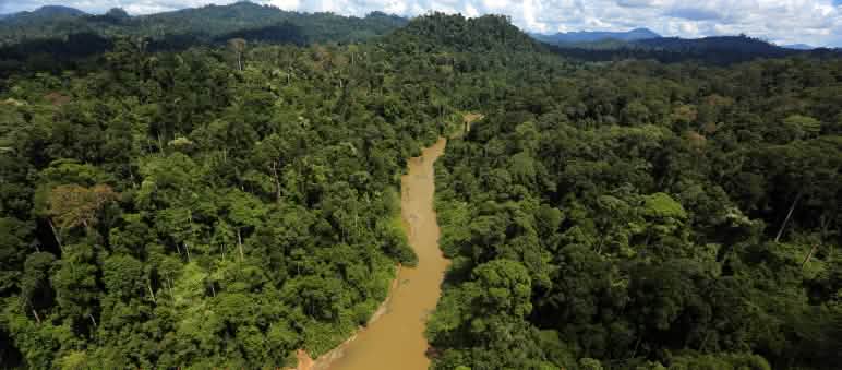 Gli indigeni Dayak Tomun si oppongono alla distruzione della loro foresta da parte dell'azienda produttrice di olio di palma SML a Kinipan