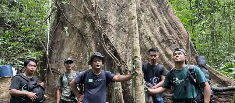 La foresta di Tongka è stata salvata Cinque uomini ai piedi di un albero gigante