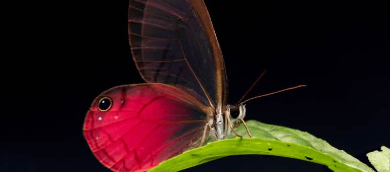 La farfalla Cithaerias pireta, che vive nella Foresta Protetta di Los Cedros, appollaiata su una foglia, con sfondo nero.