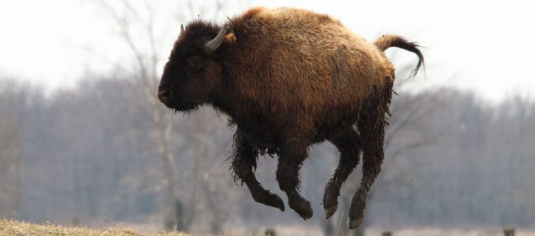 L’habitat di bisonti e caribù è stato salvato Bisonte