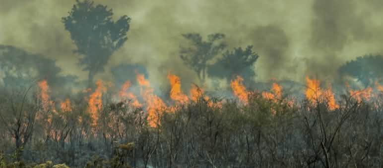 Incendi nell'Amazzonia brasiliana
