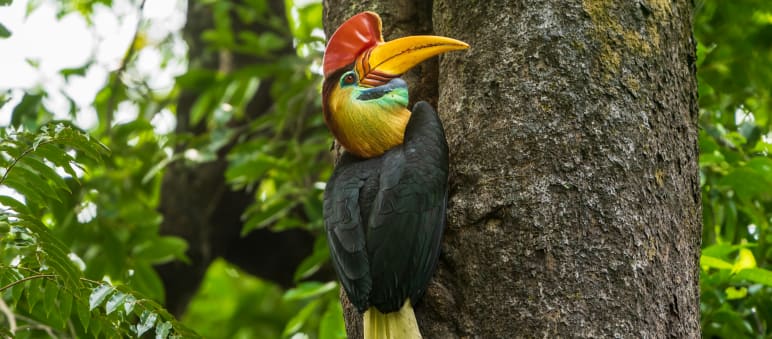 Un bucero dell'elmo a Sulawesi, appoggiato su un tronco d'albero. Sullo sfondo è visibile la vegetazione.