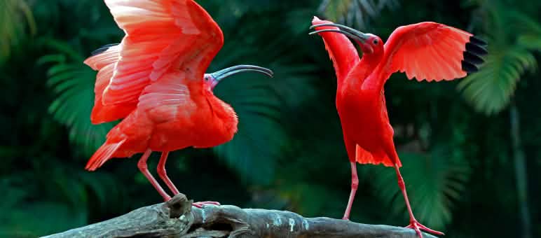 Due ibis scarlatti su un ramo