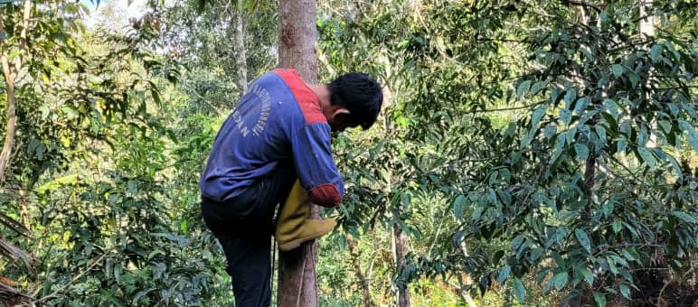 Le piantagioni industriali su larga scala sono dannose per le foreste, i piccoli agricoltori e le popolazioni indigene Albero del benzoino (Styrax benzoin) coltivato nel Nord Sumatra