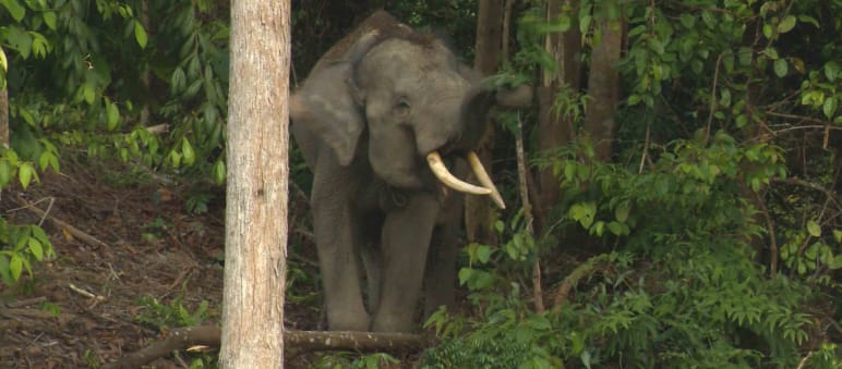 Solo otto elefanti di Sumatra vivono nella foresta di Sepintun Un elefante di Sumatra nella foresta