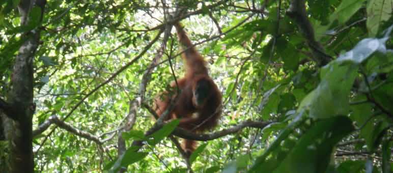 Un orango su un albero