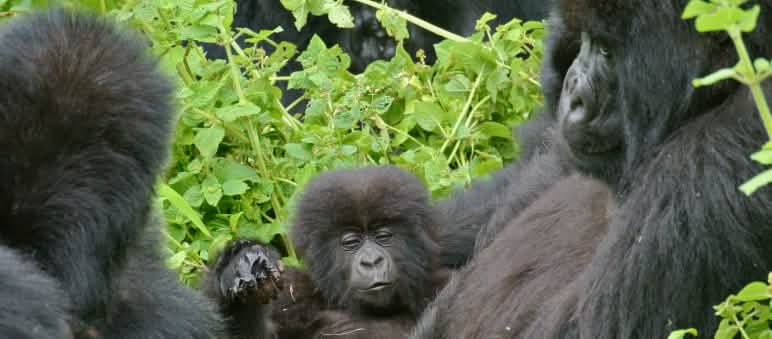 I gorilla nel Parco Nazionale dei Virunga I gorilla nel Parco Nazionale dei Virunga