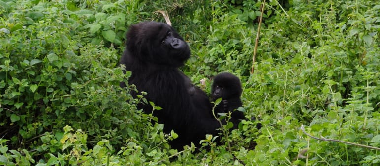 Anche i gorilla di Virunga sono in pericolo Madre e cucciolo di gorilla nel Parco Nazionale di Virunga