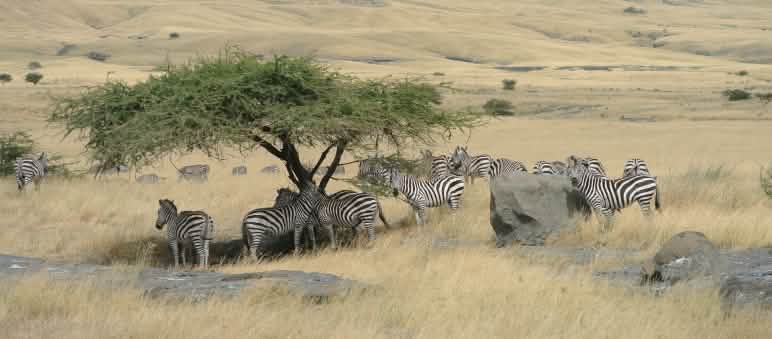 Mandria di zebre sotto un albero nel mezzo della savana