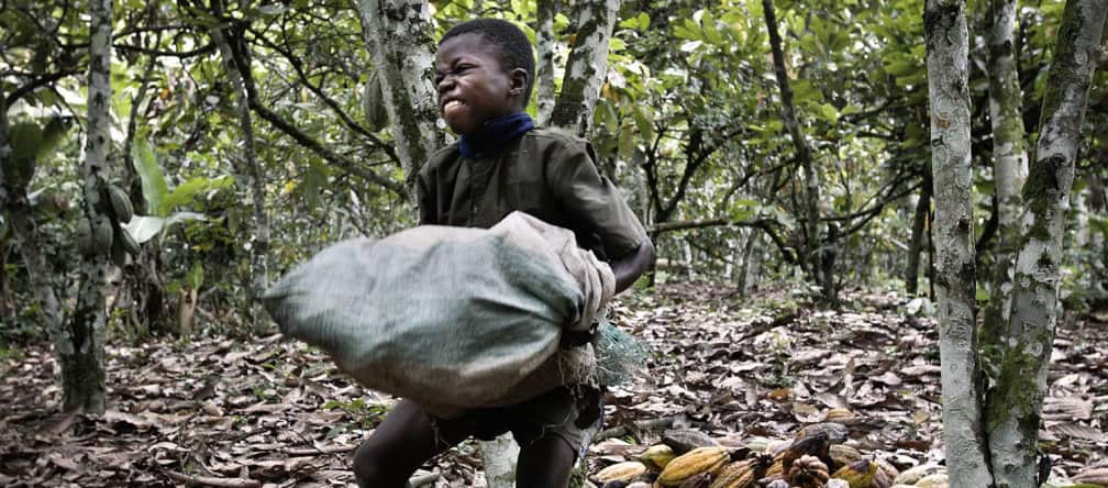 Lavoro minorile in una piantagione di cacao, Costa d'Avorio
