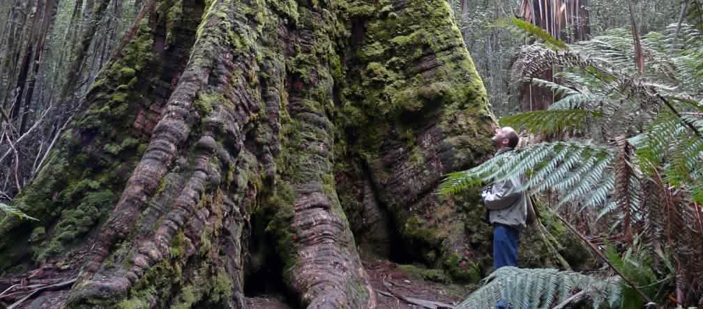 Lo status di protezione di alcuni degli alberi più alti è in pericolo (photo: bishib70/Flickr)