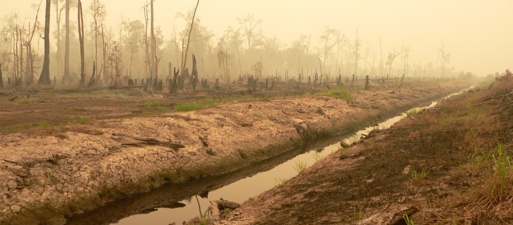 Torbiere disboscate per un progetto di riso di 1 milione di ettari nel Kalimantan centrale