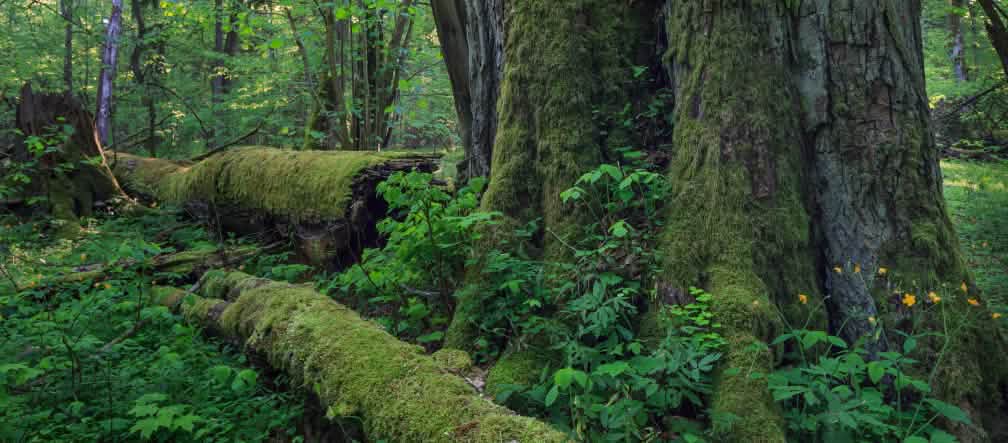 Un vecchio albero nella foresta di Bialowieza  in Polonia