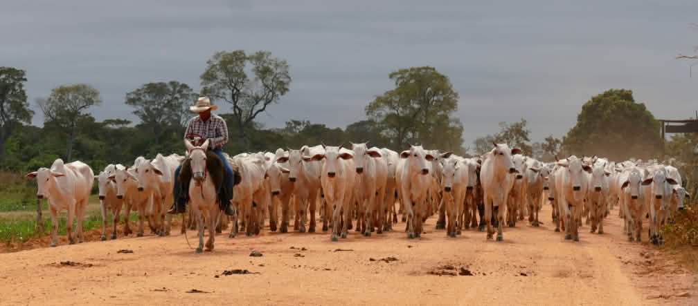 Una mandria di bovini nel Mato Grosso