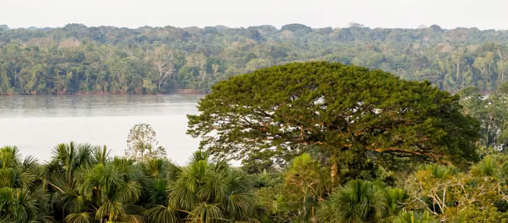 Vista degli alberi e del fiume nel Parco nazionale di Yasuní, Ecuador