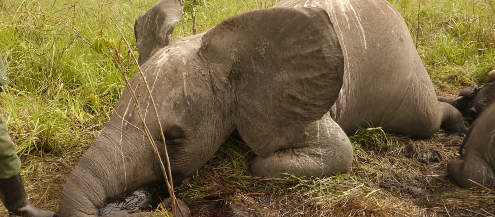 Elefanti in Botswana