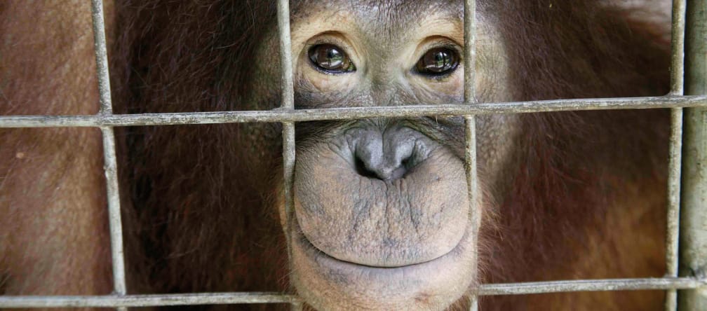 Orango che guarda attraverso le sbarre di una gabbia