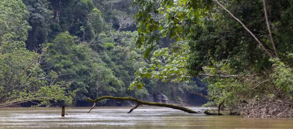 Vista della vegetazione e del fiume nel Parco nazionale di Yasuní, Yasuní, Ecuador