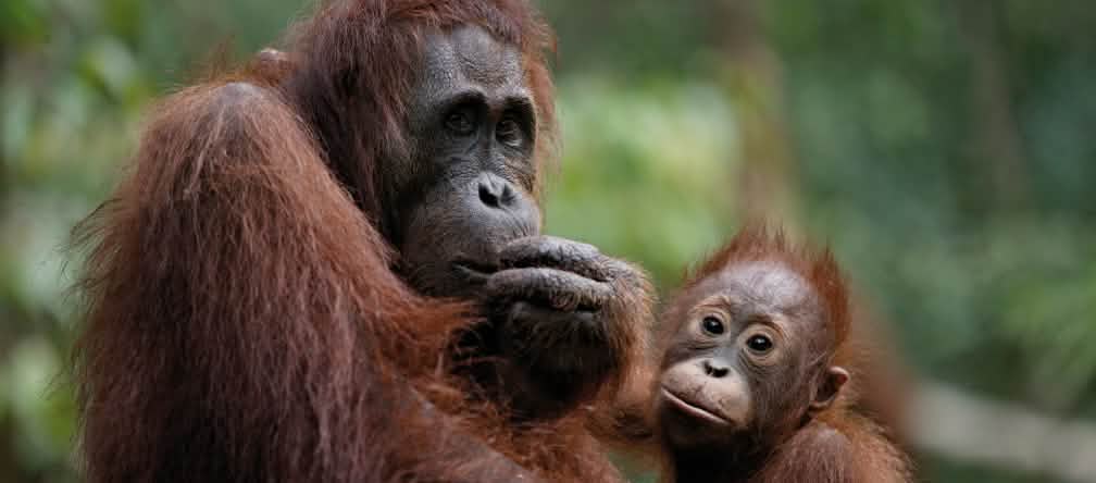 Il parco nazionale del Kutai e’ un habitat importante per gli oranghi del Borneo e per altre specie in pericolo