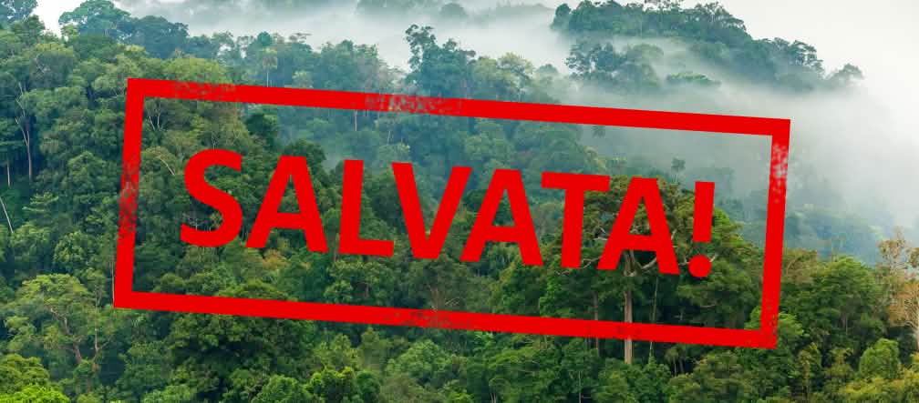 Questa foresta è stata salvata, per ora Foresta amazzonica con la scritta "salvata!"