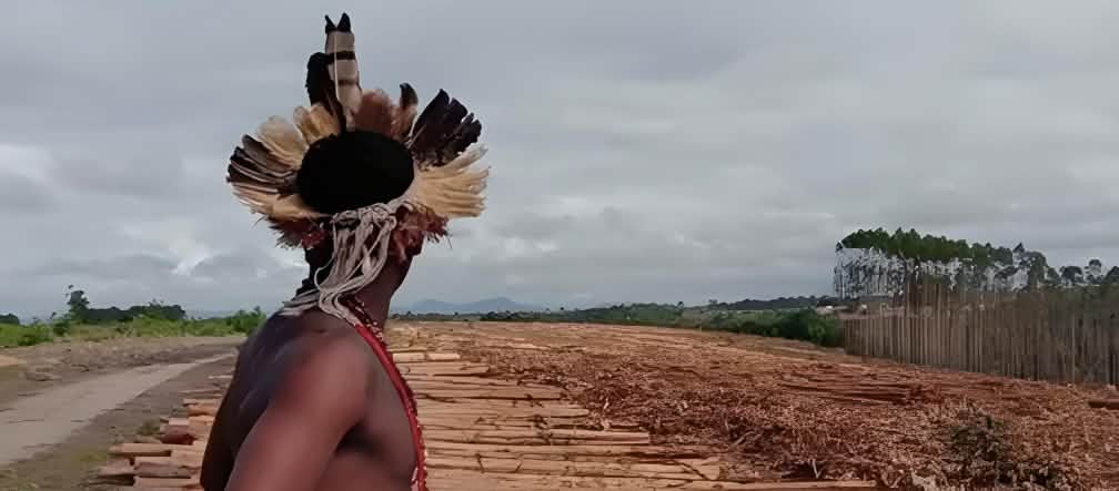 Brasile: integrante di una popolazione indigena in una piantagione di eucalipto
