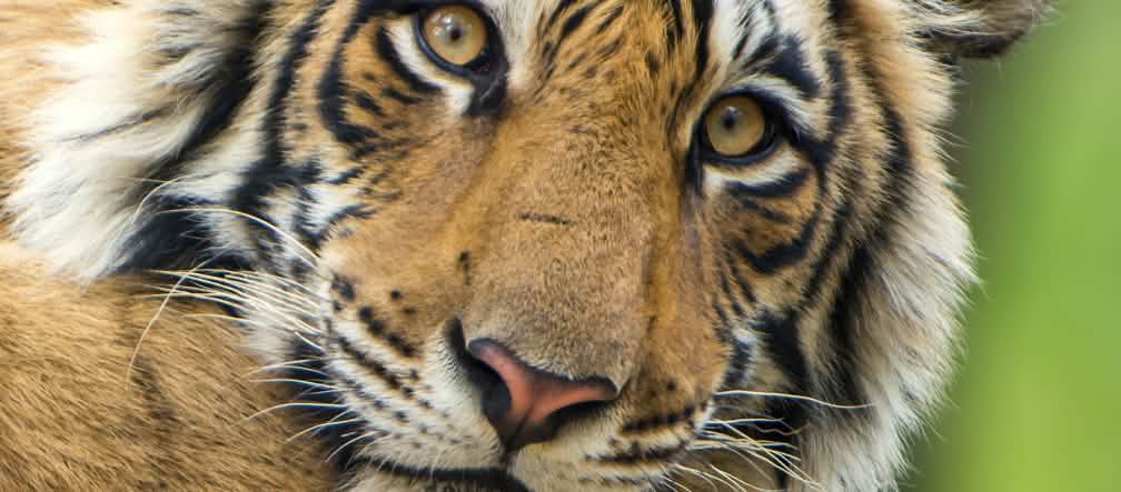 Anche l’UNESCO lancia l’allarme per salvare le tigri del Bengala
