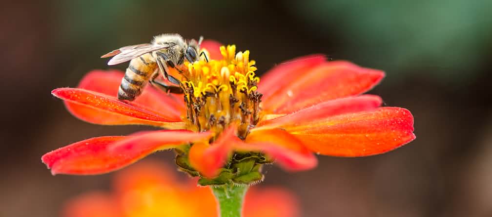 La vita delle api è a rischio a causa dei neonicotinoidi: la UE li deve proibire definitivamente. Un'ape visita un fiore