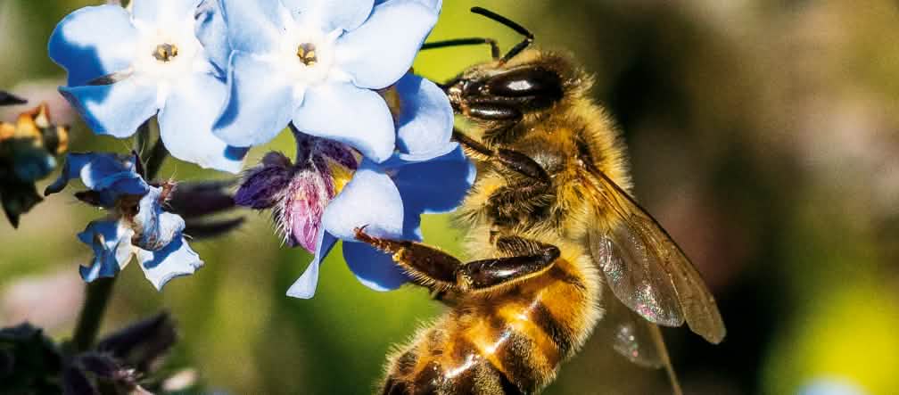 Ape sopra un fiore