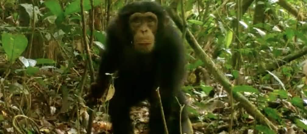 Scimpanzé nel Parco nazionale di Grebo-Krahn, Liberia