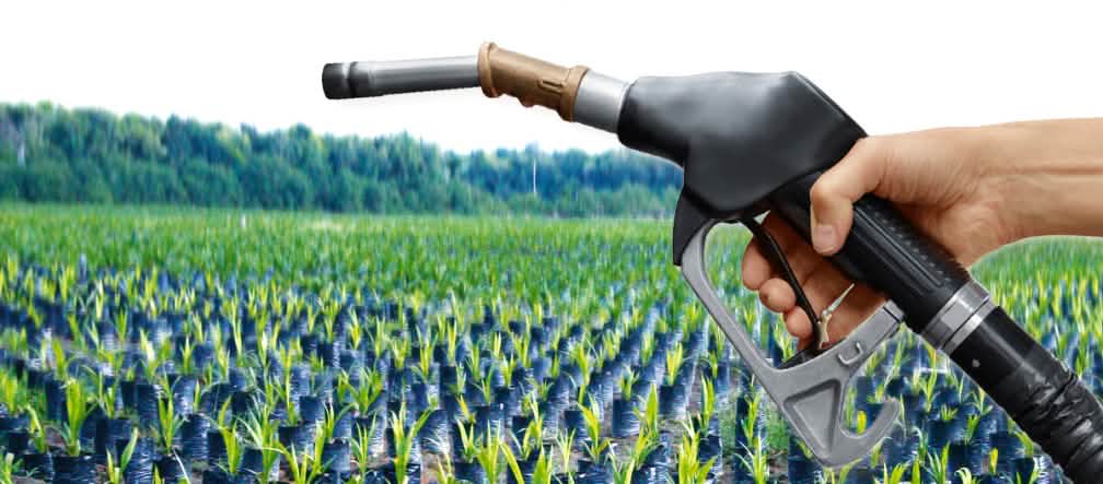 Fotomontaggio: un miscelatore di benzina e un vivaio di piantine di palma da olio nella foresta tropicale
