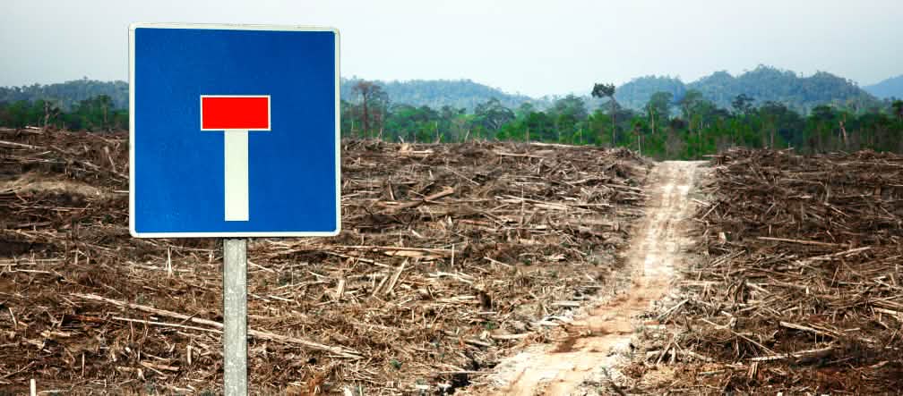 Fotomontaggio: Una foresta distrutta per la coltivazione della palma da olio con cartello di strada senza uscita.