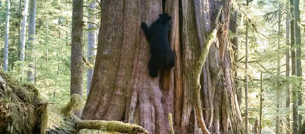 L'orso nero (Ursus americanus) si arrampica su un gigantesco albero sull'isola di Vancouver, in Canada