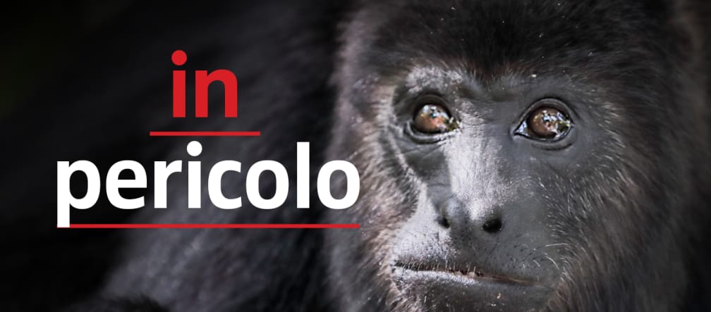 Alouatta carayá