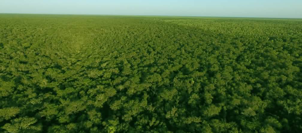 Foresta intatta, Chaco paraguaiano